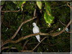 foto Flora e la Fauna alle Seychelles